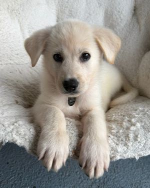 Image post by @heartsandbonesrescue on Instagram