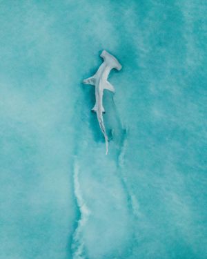 Image post by @discovery on Instagram