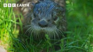 Video post by @bbcearth on YouTube