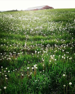 Image post by @leafyaffair on Instagram