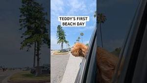 Video post by @tedflixnchill on YouTube