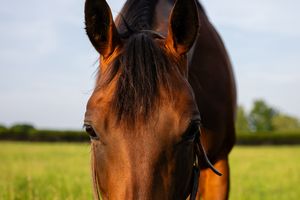 Image post by @coolmoreamerica on Instagram