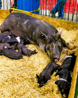 Image post by @michiganstatefair on Instagram