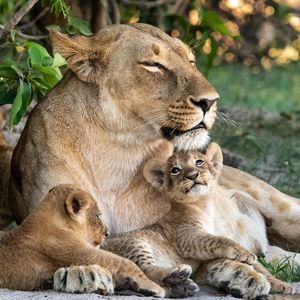 Image post by @bbcearth on Instagram