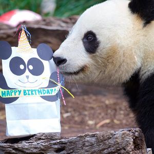 Image post by @sandiegozoo on Instagram