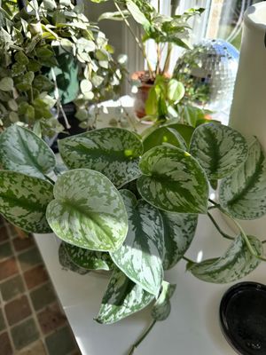 Image post by @reenasplants on Instagram
