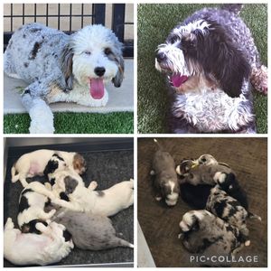 Image post by @castlerockbernedoodles on Instagram