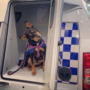 Image post by @victoriapolice on Instagram