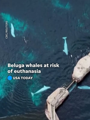 Video post by @usatoday on TikTok