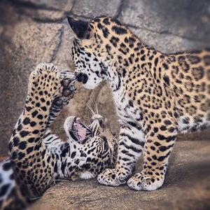 Image post by @sandiegozoo on Instagram