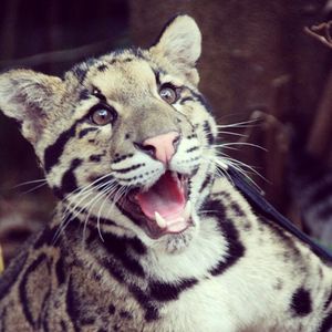Image post by @sandiegozoo on Instagram