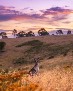Image post by @visitmelbourne on Instagram
