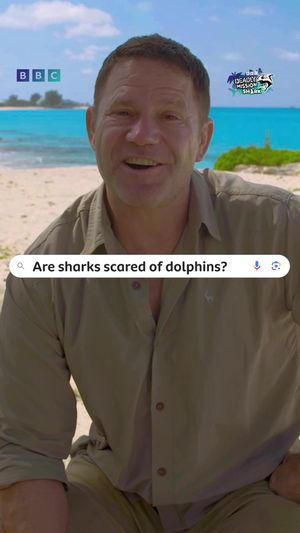 Video post by @cbbc on TikTok