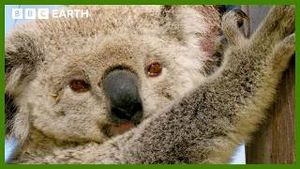 Video post by @bbcearth on YouTube
