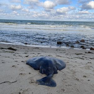 Image post by @usfws on Instagram