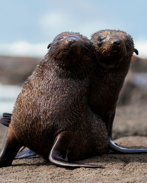 Image post by @oceana on Instagram