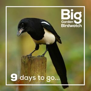 Image post by @rspb on Instagram