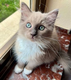 Image post by @brunrik.and.pyrene.ragdolls on Instagram