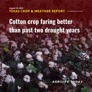 Image post by @txextension on Instagram