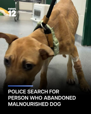 Image post by @news12li on Instagram