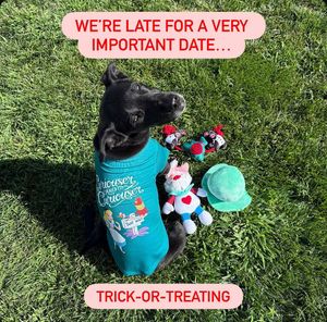 Image post by @petsmart on Instagram
