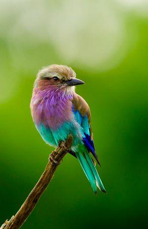 Image post by @Discovery on Twitter