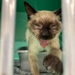 Image post by @whitmanpets on Instagram