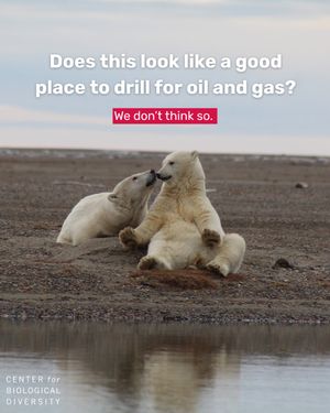 Image post by @centerforbiodiv on Instagram