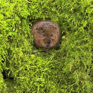Image post by @rspb on Instagram