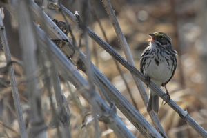 Image post by @hm_birds on Instagram