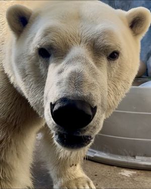Image post by @thetorontozoo on Instagram