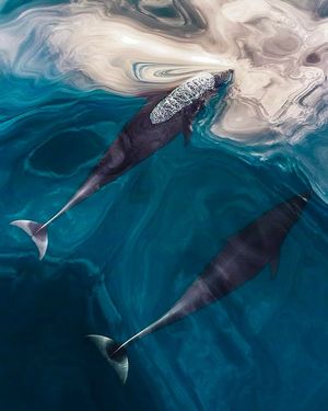 Image post by @sealegacy on Instagram