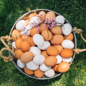 Image post by @conestoga_eggs on Instagram
