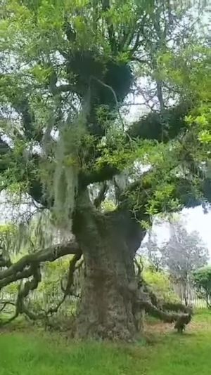Video post by @alyshiafaith on Instagram