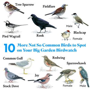 Image post by @rspb on Instagram
