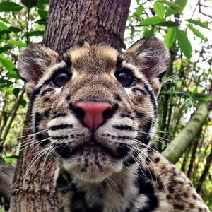 Image post by @sandiegozoo on Instagram