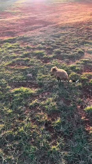 Video post by @callmecollins.hdc on TikTok