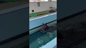 Video post by @worldhorseracing on YouTube