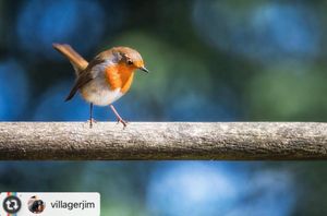 Image post by @rspb on Instagram