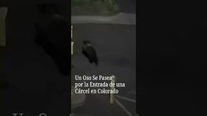 Video post by @nmasunivision on YouTube
