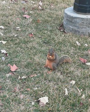 Image post by @squirrels.mizzou on Instagram