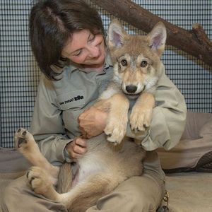 Image post by @sandiegozoo on Instagram
