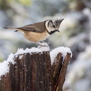 Image post by @rspb on Instagram