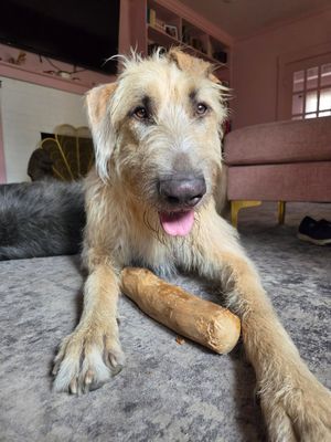 Image post by @thesavannahwolfhound on Instagram