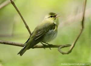 Image post by @rspb on Instagram
