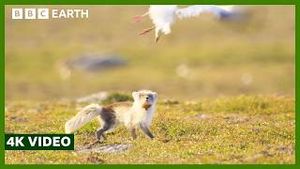 Video post by @bbcearth on YouTube