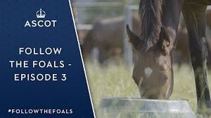 Video post by @ascotracecourse on YouTube