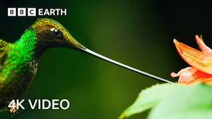 Video post by @bbcearth on YouTube