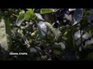 Video post by @AP Archive on YouTube