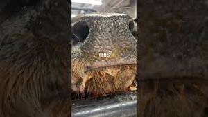 Video post by @pbr on YouTube